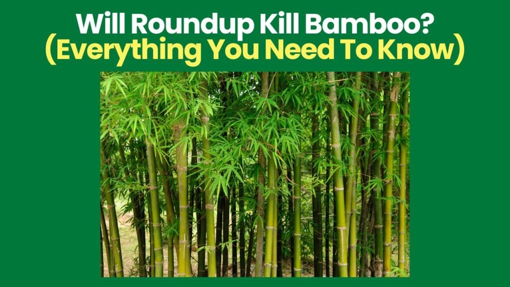 Will Roundup Kill Bamboo?