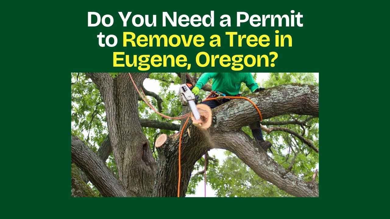 Do You Need a Permit to Remove a Tree in Eugene Oregon