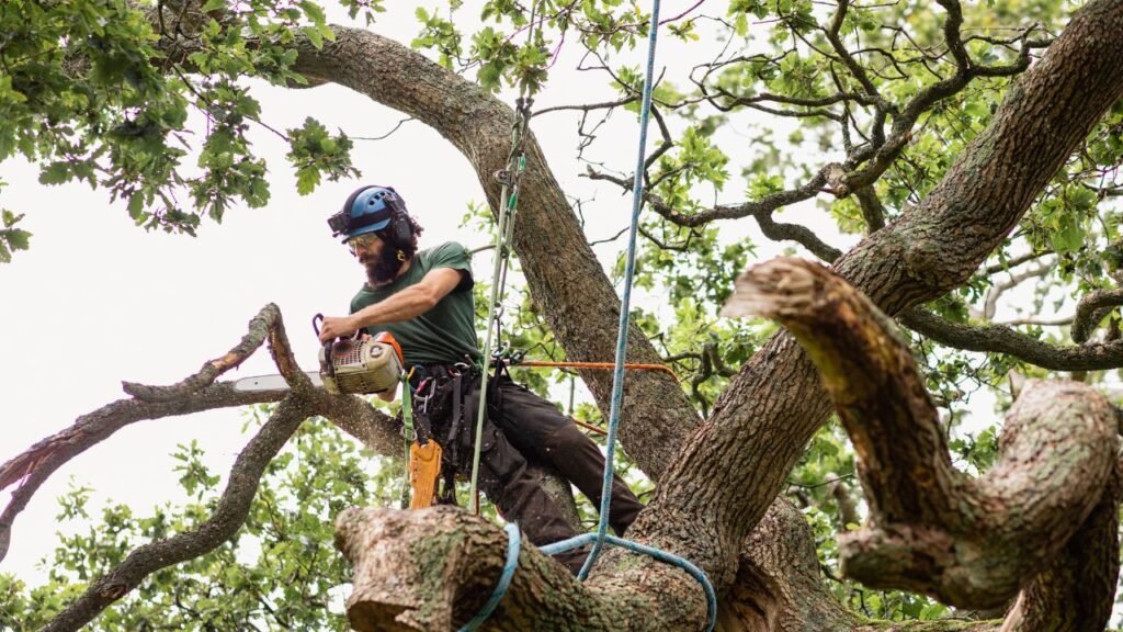 Tree care Eugene Oregon