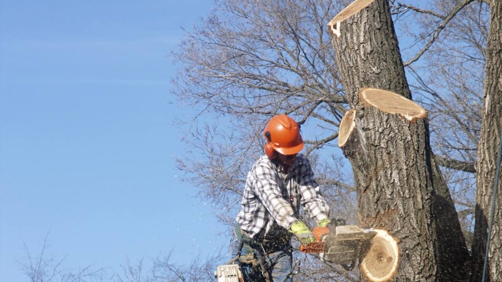 Arborist in Eugene Oregon