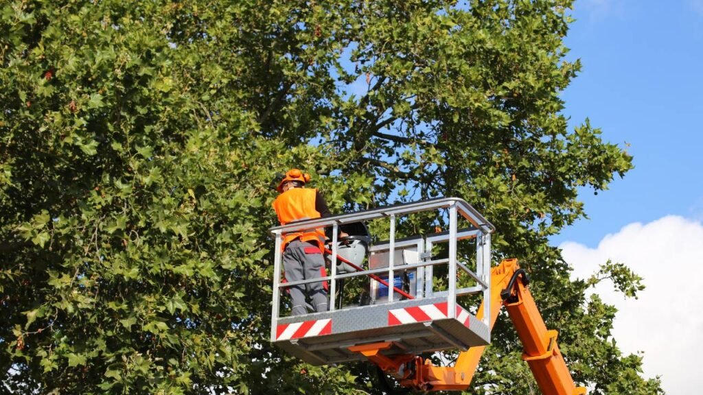 Stump Grinding Eugene Oregon
