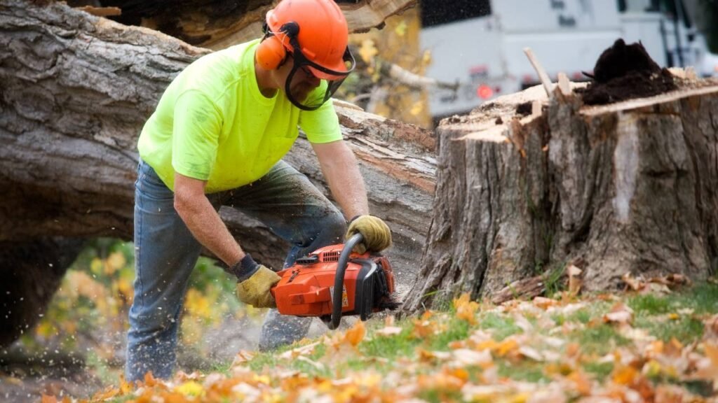 Tree Removal Springfield: Tree Service Springfield Oregon