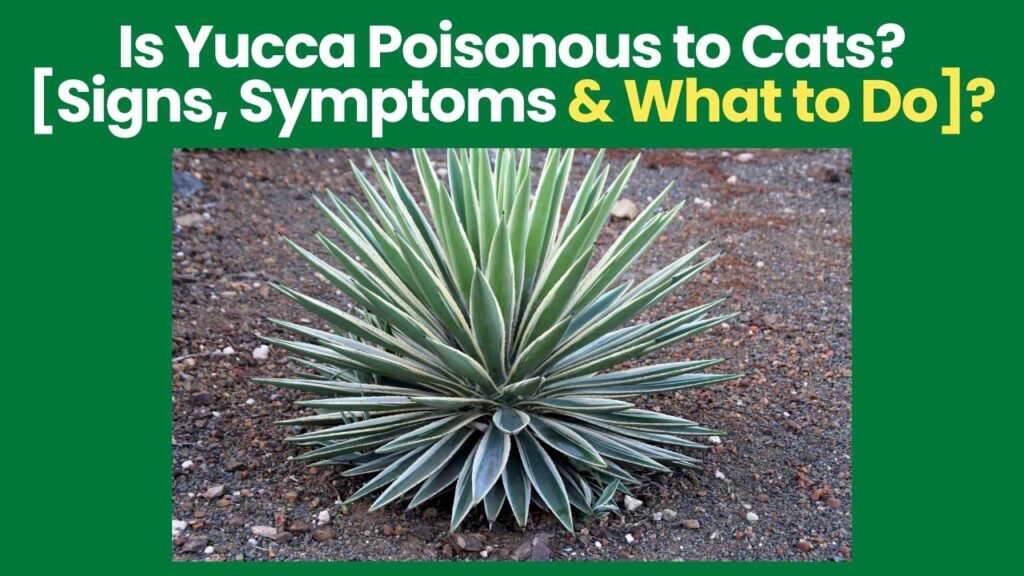 Is Yucca Poisonous to Cats?