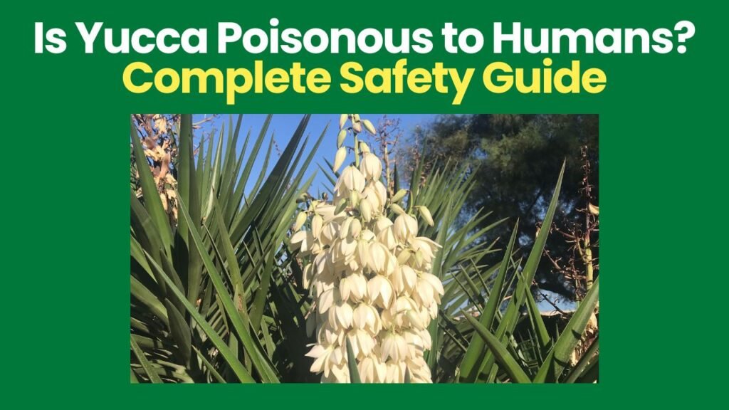Is Yucca Poisonous to Humans?