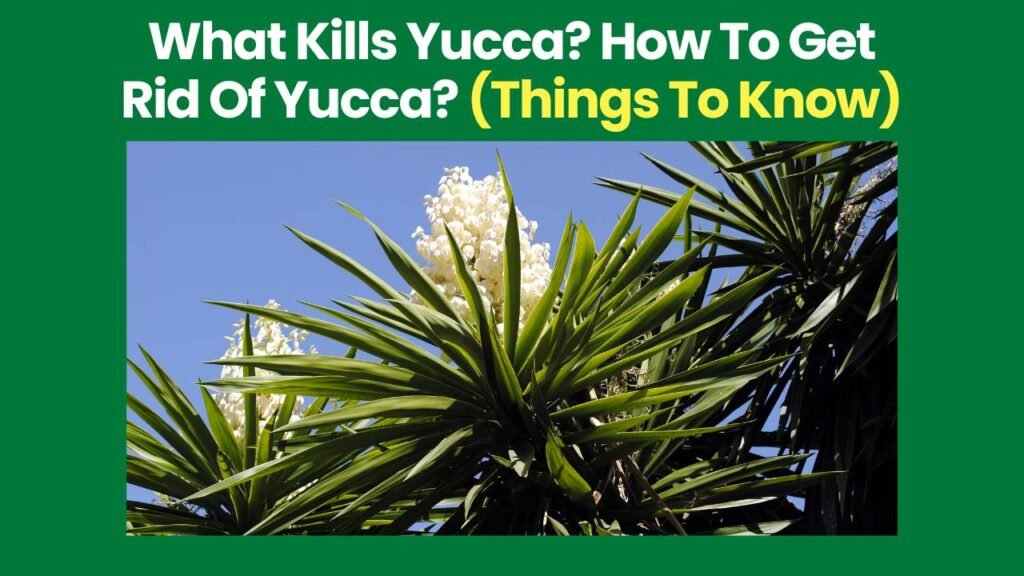 What Kills Yucca